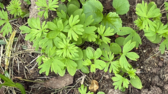 Geranium texanum, photograph (c) Gary Rogers, some rights reserved (CC BY)