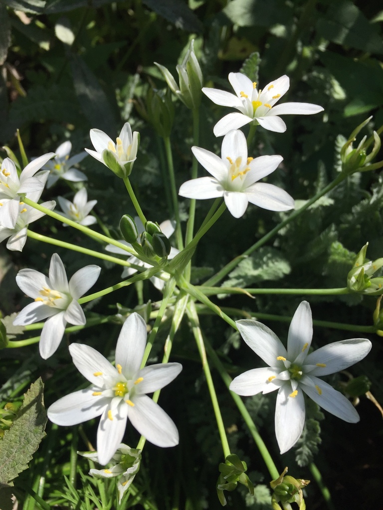Illustration de Ornithogalum umbellatum L.