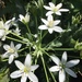 Ornithogalum umbellatum - Photo (c) flowerfreak, some rights reserved (CC BY-NC), uploaded by flowerfreak