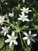 Ornithogalum umbellatum - Photo (c) flowerfreak, some rights reserved (CC BY-NC), uploaded by flowerfreak