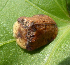 Acrocassis gibbipennis