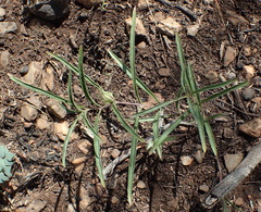 Crabbea angustifolia