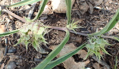 Crabbea angustifolia