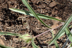 Crabbea angustifolia