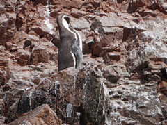 Spheniscus humboldti