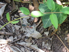 Chlorion hemipyrrhum