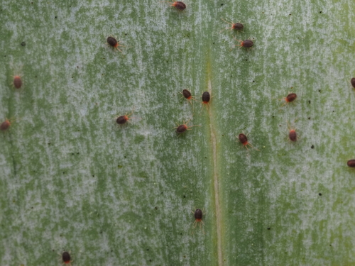 Clover mite
