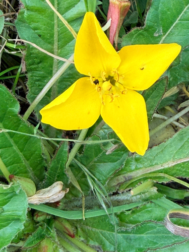 Taraxia ovata, photograph 3