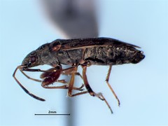Ligyrocoris diffusus