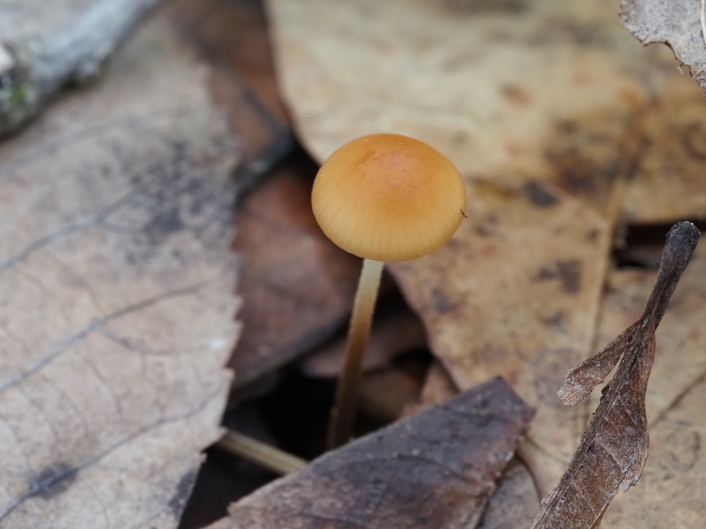 Rhizomarasmius pyrrhocephalus · April 2026 · photo: © lothlin (iNaturalist, cc-by)