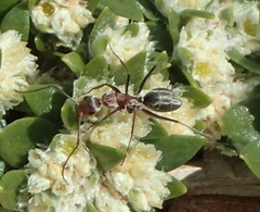 Camponotus vestitus