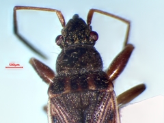 Ligyrocoris diffusus