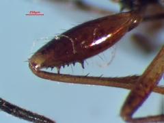 Ligyrocoris diffusus