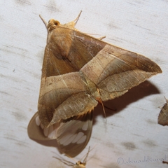 Bastilla fulvotaenia