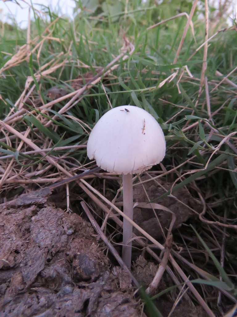 Panaeolus antillarum · February 2017 · photo: © nicoolejnik (iNaturalist, cc-by)
