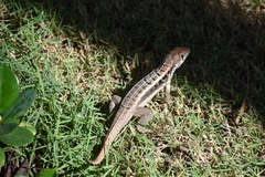 Leiocephalus psammodromus