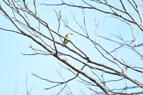 Sulphur-bellied Flycatcher (Myiodynastes luteiventris), photo 3