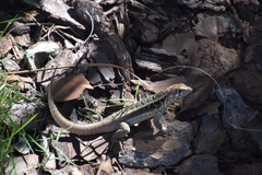 Leiocephalus psammodromus