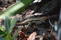 Leiocephalus psammodromus