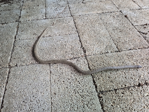 Photo of a Three-scaled Ground Snake (Erythrolamprus triscalis)