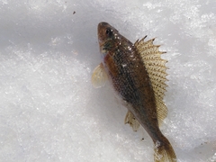 Gymnocephalus cernua