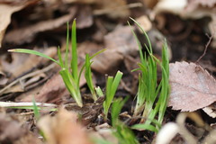 Carex davisii