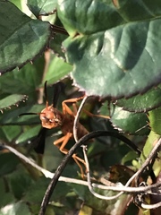 Fuscopolistes