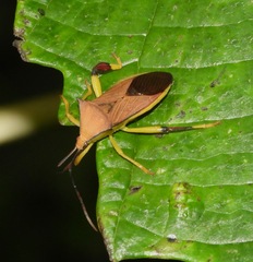 Melucha acutispina
