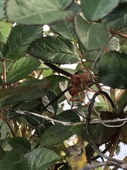 Fuscopolistes