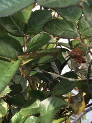 Fuscopolistes