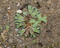 Riccia nigrella