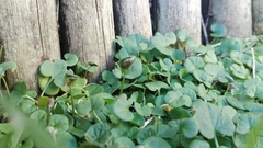 Dichondra micrantha