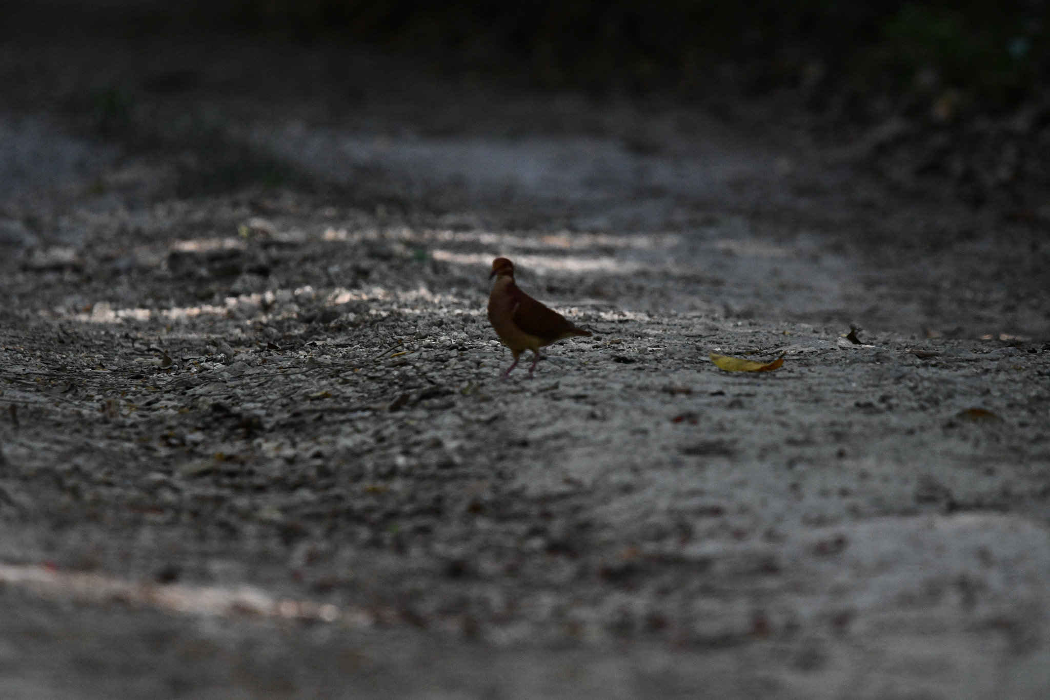 Ruddy Quail-Dove (Geotrygon montana), photo 7