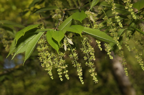 Acer carpinifolium
