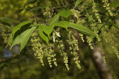 Acer carpinifolium