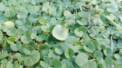 Dichondra micrantha