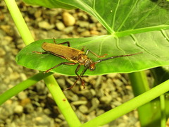 Orthomegas cinnamomeus