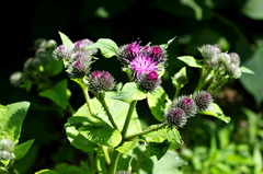 Arctium tomentosum