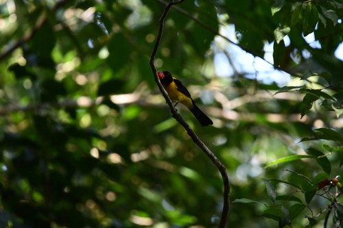 Black-throated Shrike-Tanager (Lanio aurantius)