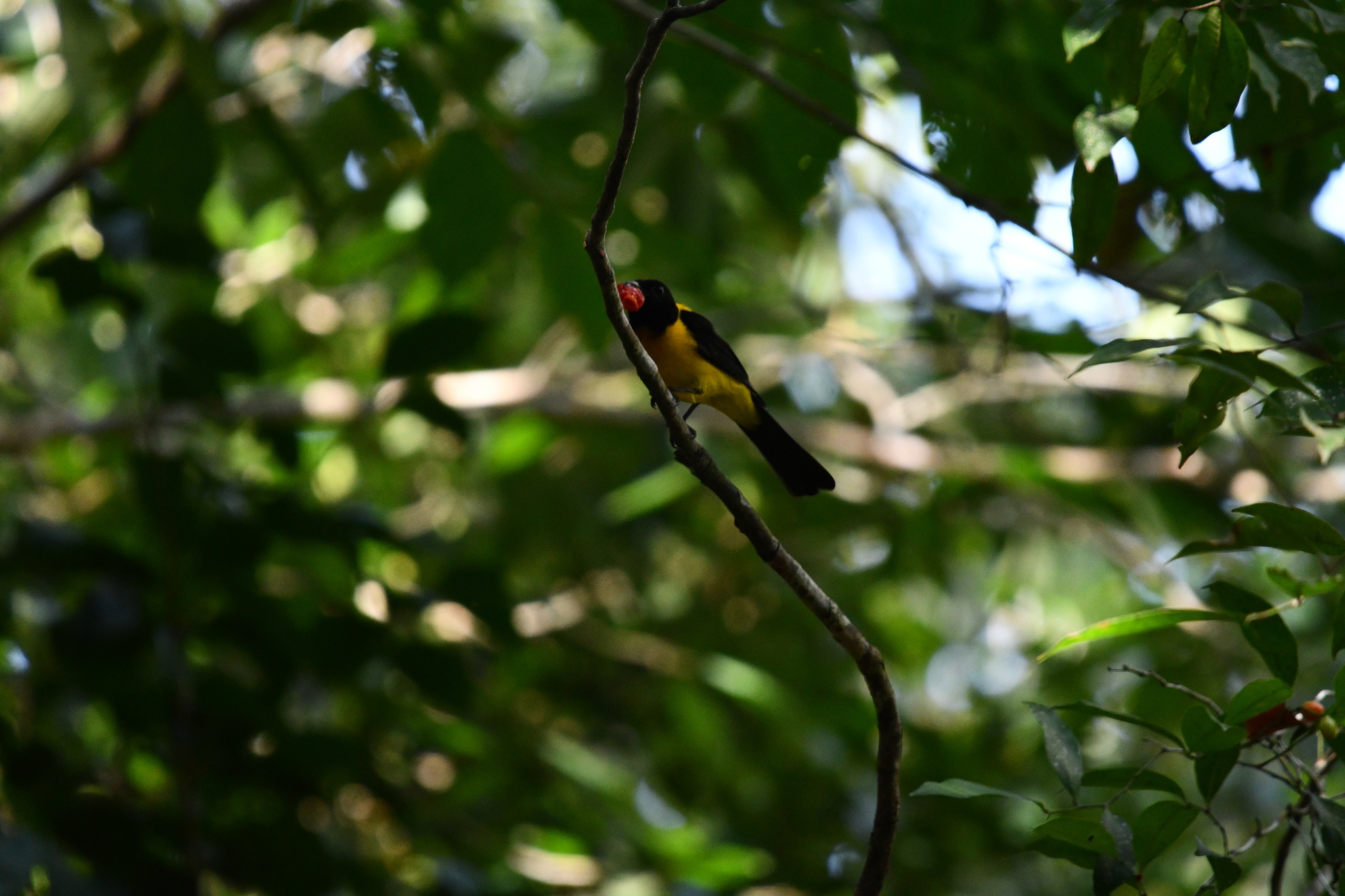 Black-throated Shrike-Tanager (Lanio aurantius), photo 1