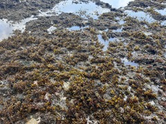 Sargassum elegans