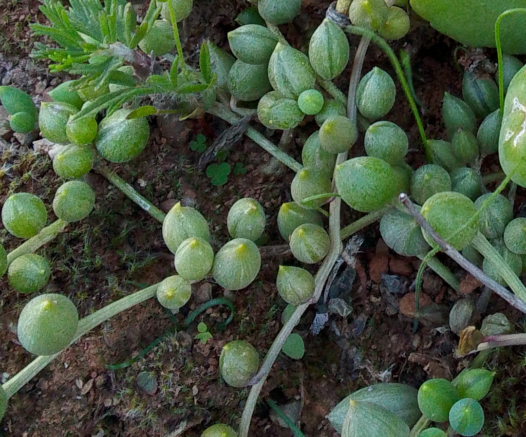 Imagem de Senecio anzol