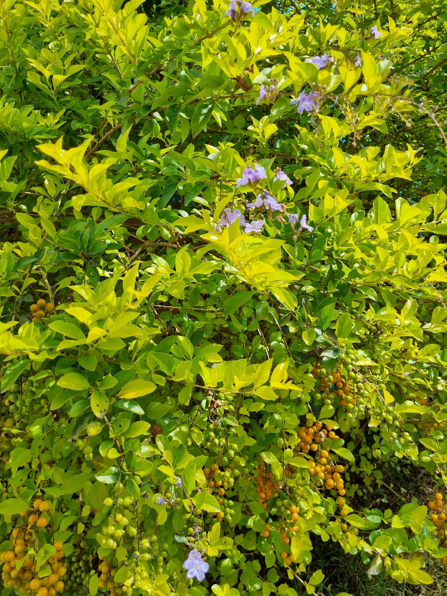 Duranta erecta