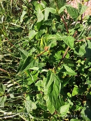 Scrophularia scorodonia