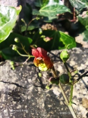 Scrophularia scorodonia