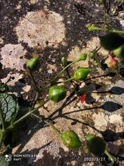 Scrophularia scorodonia