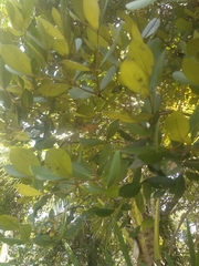 Myrcianthes fragrans