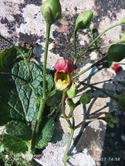 Scrophularia scorodonia