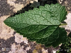 Scrophularia scorodonia