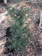 Juniperus chinensis